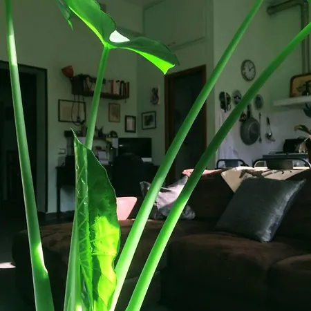 Проживание в семье Your Basic But Bonnie Corner *